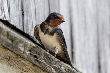 the swallow is sitting on the house - 276536409
