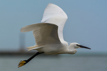 white heron in flight - 276536461