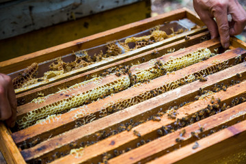 Beekeeper and bees on honeycomb. Beekeeper holding a honeycomb full of bees.