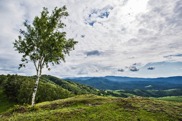 Fototapeta na wymiar birch in the mountains