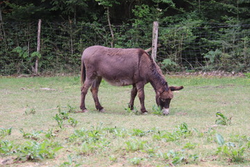 Ane dans un champs en Bourgogne