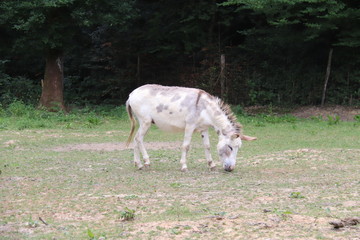 Ane blanc dans un champs en Bourgogne