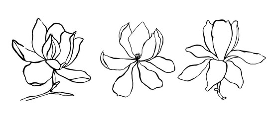 Sketch floral botany collection. Magnolia flower drawings.  Modern single line art, aesthetic contour. Black and white with line art on white backgrounds. Hand Drawn Botanical Illustrations.Vector.