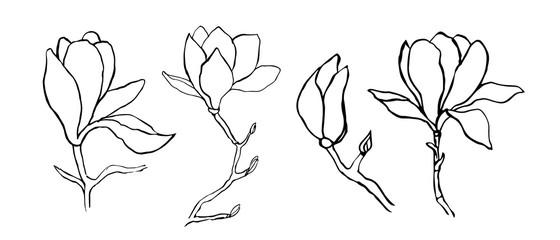 Sketch floral botany collection. Magnolia flower drawings.  Modern single line art, aesthetic contour. Black and white with line art on white backgrounds. Hand Drawn Botanical Illustrations.Vector.
