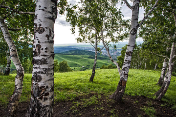 Fototapeta premium birch in the mountains