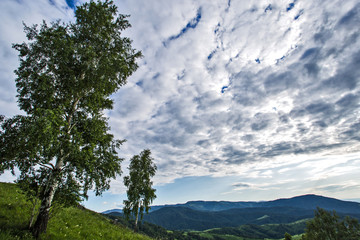 birch in the mountains