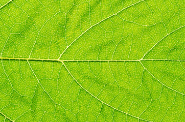 Green leaf background - 276537800