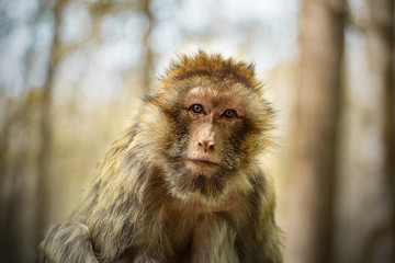 portrait d'un singe