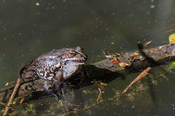 Grenouille.