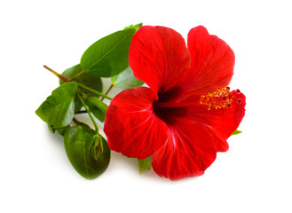 Red Hibiscus known as rose mallow. Other names include hardy hibiscus, rose of sharon, and tropical hibiscus. Isolated © spline_x