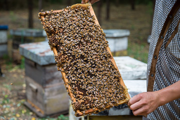 Beekeeper and bees on honeycomb. Beekeeper holding a honeycomb full of bees.