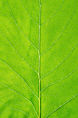 Green leaf background - 276538049