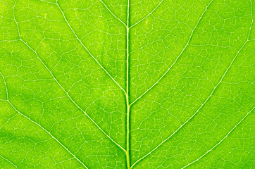 Green leaf background - 276538223