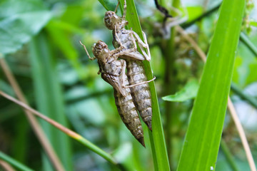 Leblose Hülle (Exuvie) einer Libellenlarve.