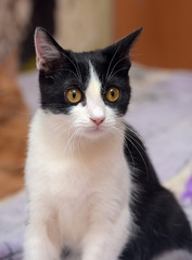 young black and white cat european shorthair