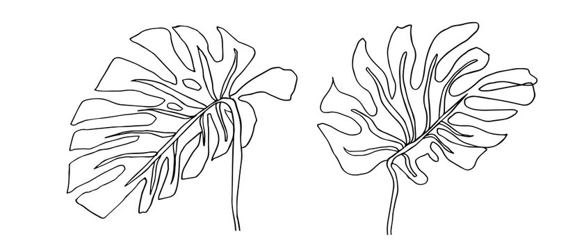 Featured image of post The Best 18 Flower Easy Contour Line Drawing