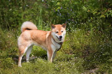 Naklejka na ściany i meble Young shiba inu dog standing on a background of green grass in the summer sun