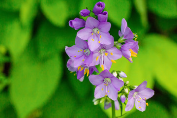 Wild forest flowers of lilac color on a natural background. Macro shooting of nature in the wild. 
