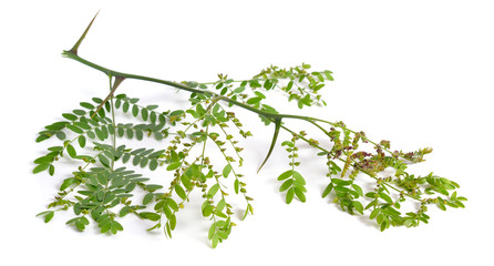 Plant Gleditsiaor locust isolated on white background