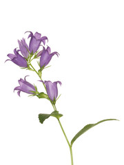 Bluebell flower, isolated on a white background