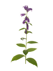 Bluebell flower with green leaves isolated on white background.