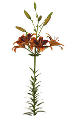 Flower of a brown lily with green leaves and unblown buds isolated on a white background.