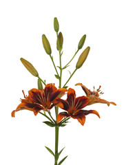 Flower of a brown lily with green leaves and unblown buds isolated on a white background.