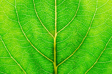 Green leaf background - 276538673