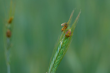 The bugs on the ears of wheat.