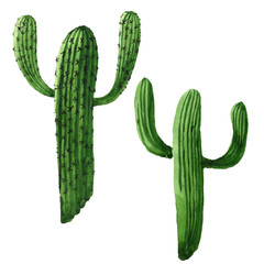 Green cactus floral botanical flower. Watercolor background illustration set. Isolated cacti illustration element.