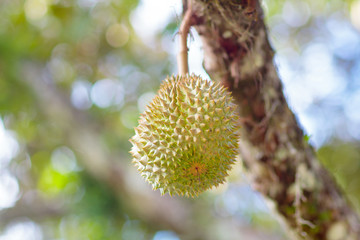 Durian on tree. King of fruit.