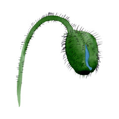 Green poppy bud floral botanical flowers. Watercolor background illustration set. Isolated poppies illustration element.