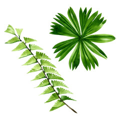 Palm beach tree leaves jungle botanical. Watercolor background illustration set. Isolated leaf illustration element.