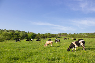 Fototapeta premium Cows on a green field,grazing on the green grass of a cows farmer, a beautiful cow landscape in the field in the summer