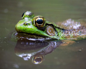 Green Frog 1