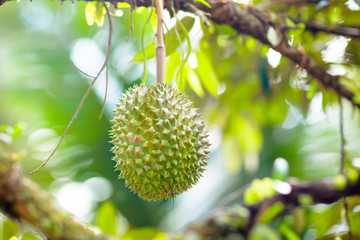 Durian on tree. King of fruit.
