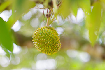 Durian on tree. King of fruit.