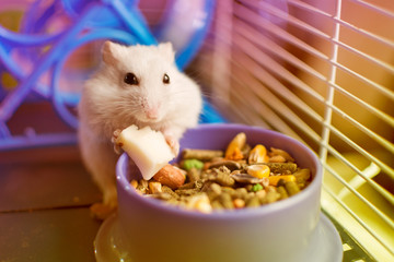 White hamster eating a piece of cheese from his food plate, inside his cage.