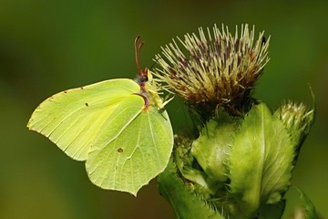 Buckthorn brimstone