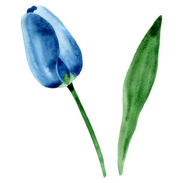 recommend clip art: Blue tulip floral botanical flowers. Watercolor background illustration set. Isolated tulip illustration element.