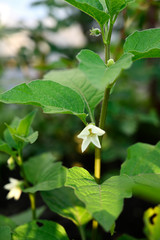 Flower of groundnut and green leaves.