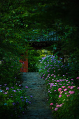 愛知県 本光寺 紫陽花