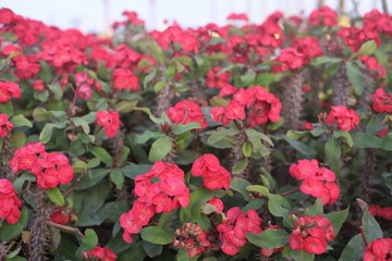 red flowers in the garden