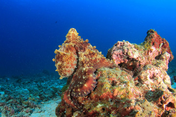 Naklejka na ściany i meble Reef Octopus underwater 