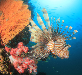 Lionfish on coral reef underwater 