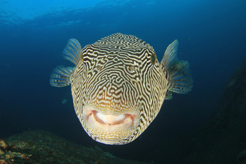 Puffer fish pufferfish  © Richard Carey
