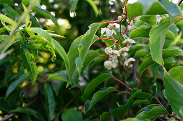 Kiwi flower among green leaves.