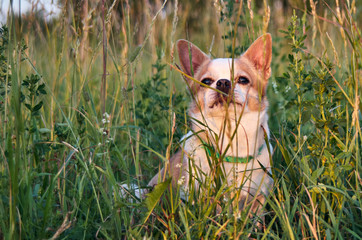 dog chihuahua white-red color in the grass on the nature in the forest
