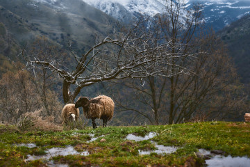 Naklejka na ściany i meble Cabras o ovejas pastando en un bonito prado con montañas nevadas de fondo y niebla.