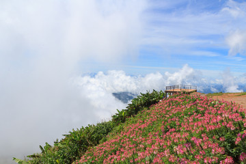 ea of mist on the mountain with flower field